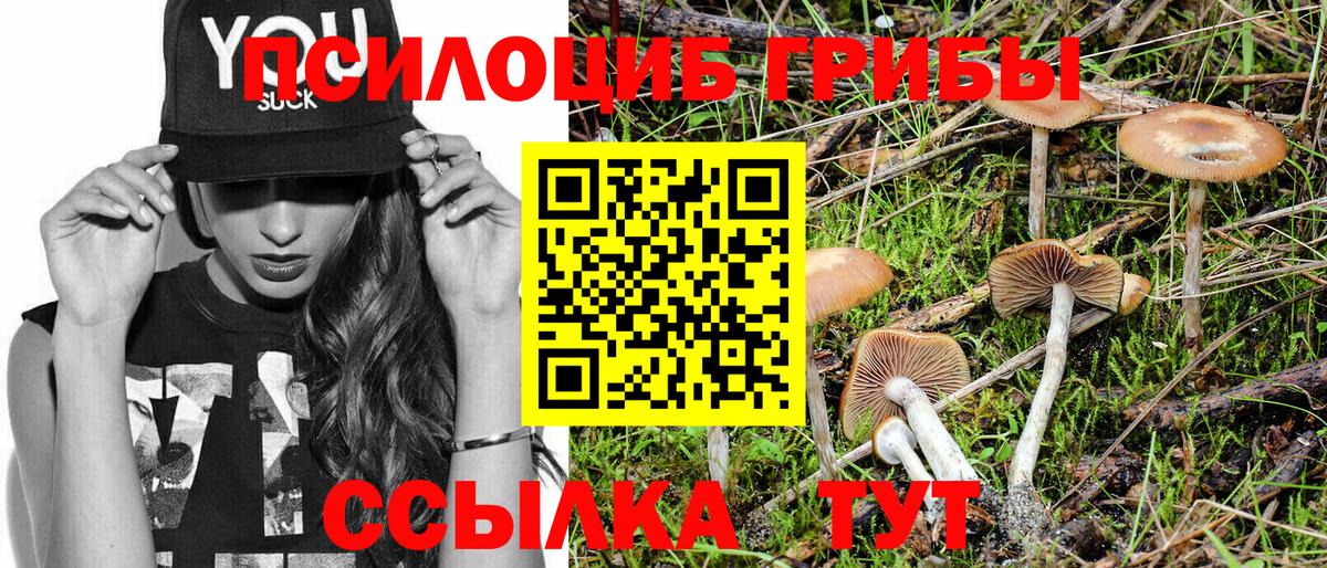 Клин  купить  цена  Вход с VPN  Псилоцибиновые грибы Psilocybine cubensis  Псилоцибиновые грибы мицелий 